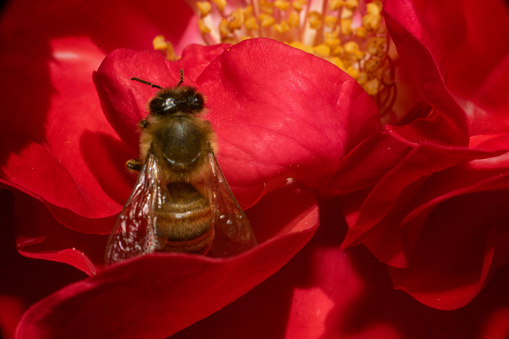 Honeybee Flying On Flower