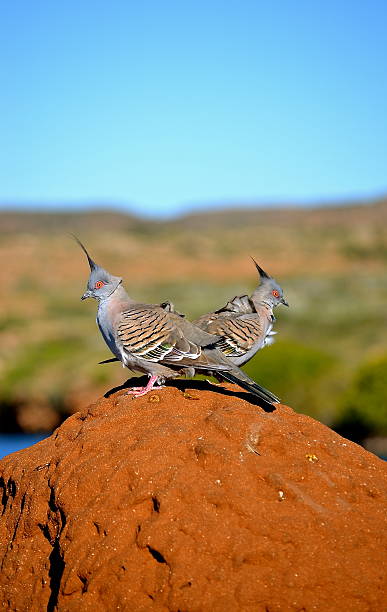 The Stand Off Two Crested Pigeons on a Termite mound, in Cape Range National Park, Australia termite mound stock pictures, royalty-free photos & images
