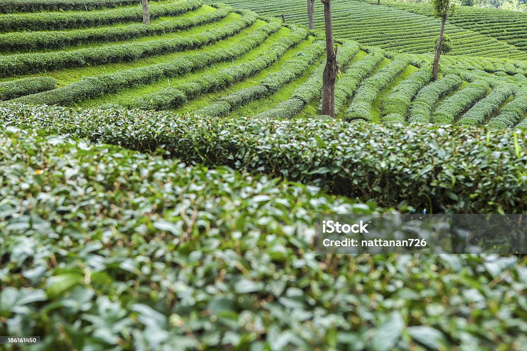 Plantações de chá na Tailândia. - Foto de stock de Agricultura royalty-free