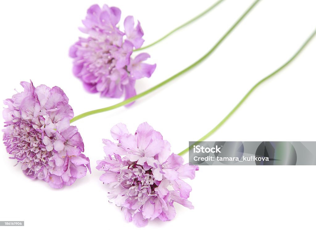 garden Scabiosa garden Scabiosa on white surface Annual - Plant Attribute Stock Photo