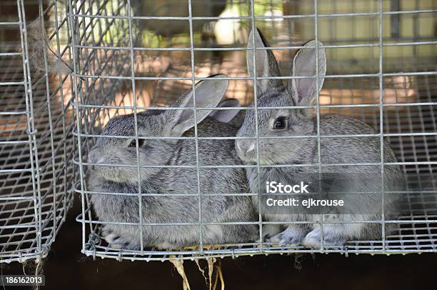 Photo libre de droit de Farm Lapins banque d'images et plus d'images libres de droit de Agriculture - Agriculture, Animaux de compagnie, De petite taille