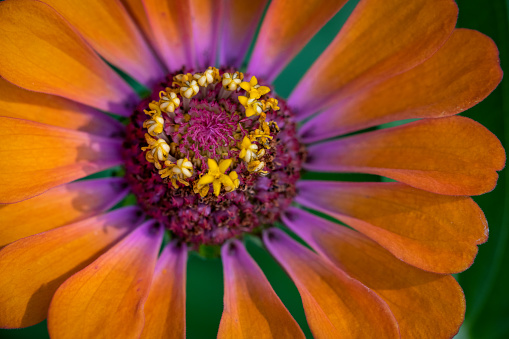 Orange Zinnia flower close-up