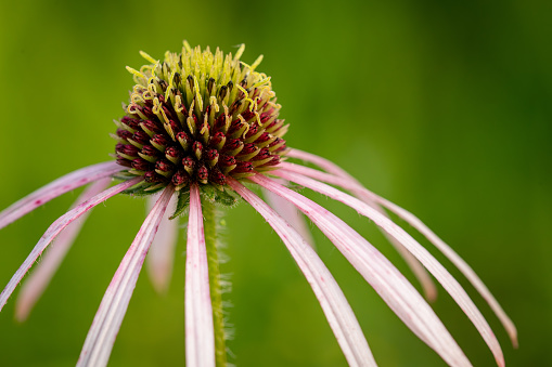 Close-up of pale purple cone flower