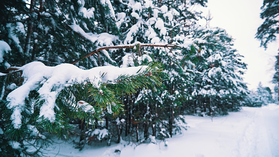 Pine branches covered with snow in the winter forest. Winter landscape