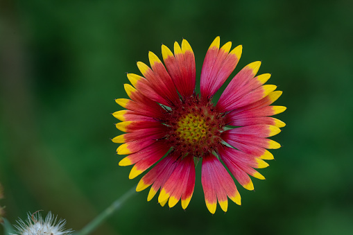 Close-up Indian blanket flower