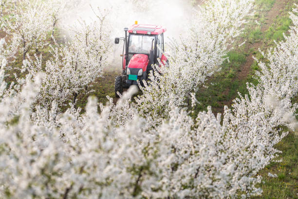 istock Tractor sprays insecticide in cherry orchard in spring. 1861645059