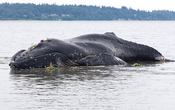 istock Juvenile Humpback whale washes ashore and died 186165040
