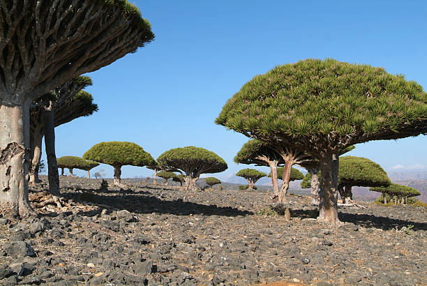 kuvapankkikuvat ja rojaltivapaat kuvat aiheesta socotran saaren lohikäärmeen veripuu - socotra dragon tree