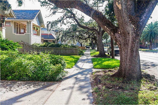 istock Oak in city park, New Orleans 186165406