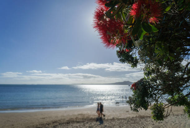 pohutukawa-bäume in voller blüte im sommer, neuseeländischer weihnachtsbaum. unkenntliche menschen und hunde, die am strand spazieren gehen. - pohutukawa tree christmas new zealand beach stock-fotos und bilder