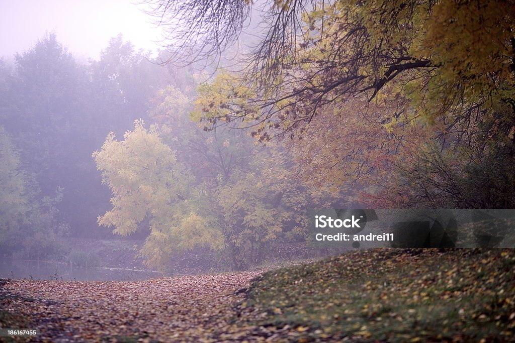 Mattina nella nebbia - Foto stock royalty-free di Albero