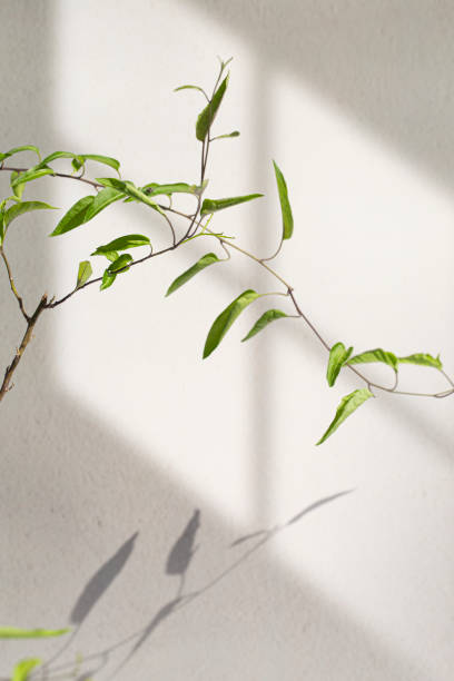 istock Abstract background with window shadow and sunlight on a gray concrete wall. Mockup for presentation, screensaver with plant reflection and window frame. 1861680824
