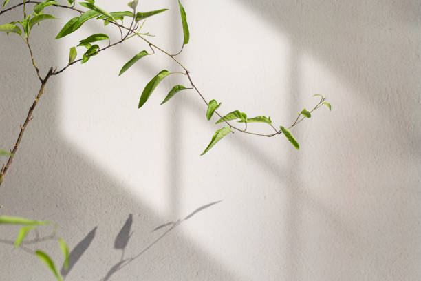 istock Abstract background with window shadow and sunlight on a gray concrete wall. Mockup for presentation, screensaver with plant reflection and window frame. 1861681326