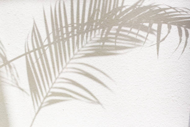 istock abstract background of shadows palm leaf on a white wall. 1861681836