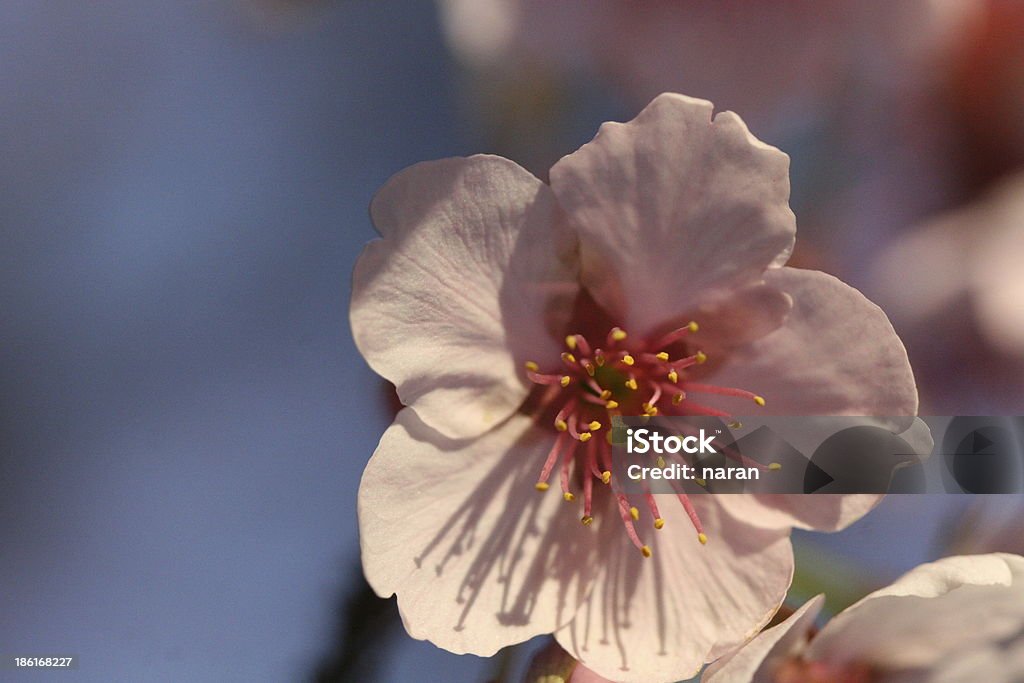 Flor de cerezo - Foto de stock de Asia libre de derechos