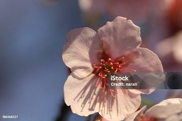 Flor De Cerezo Foto de stock y más banco de imágenes de Asia - Asia, Belleza de la naturaleza, Brote