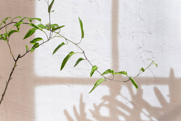 istock Abstract background with window shadow and sunlight on a gray concrete wall. Mockup for presentation, screensaver with plant reflection and window frame. 1861684898