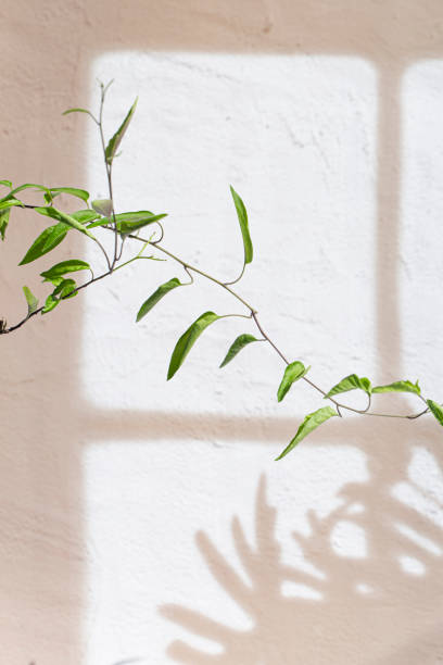 istock Abstract background with window shadow and sunlight on a gray concrete wall. Mockup for presentation, screensaver with plant reflection and window frame. 1861690027