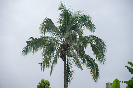 The coconut trees have lush leaves that are already bearing fruit and the sky is white