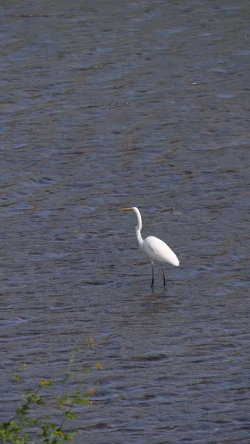 Beautiful Great Egret by the water