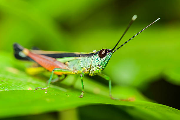 istock Grasshopper in the wild. 186173292
