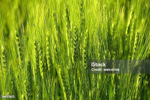 Orelhas De Centeio Fundo - Fotografias de stock e mais imagens de Agricultura - Agricultura, Ao Ar Livre, Caule de planta