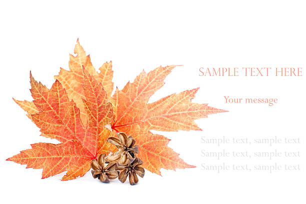 istock Fall leaf arrangement on white with copy space. Autumn colors. 186173785