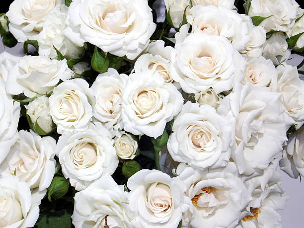 istock bed of roses 186176339