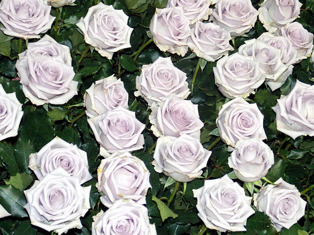 istock bed of roses 186176617