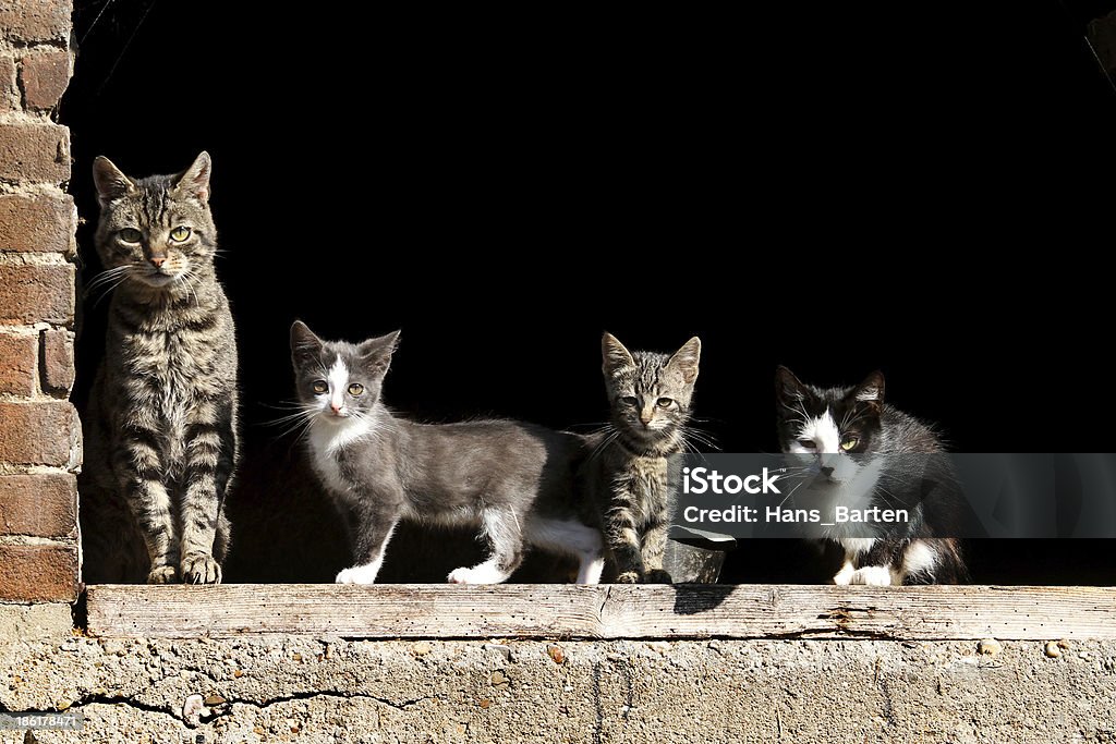 Farm gatti in una riga - Foto stock royalty-free di Ambientazione esterna