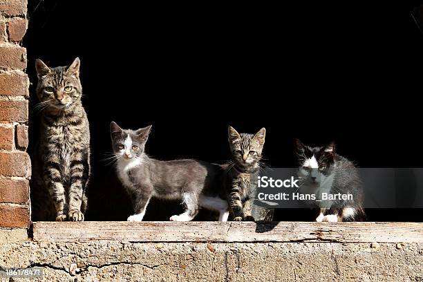 Farm Gatti In Una Riga - Fotografie stock e altre immagini di Ambientazione esterna - Ambientazione esterna, Animale da compagnia, Animale domestico