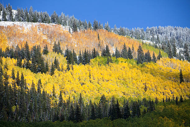 istock Aspen Grove after Snow 186178494