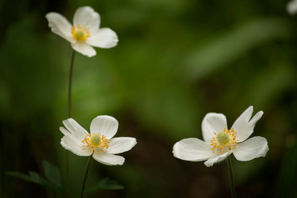 Double-flowered Gypsophila background.  / baby's breath