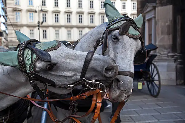 two horses in vienna