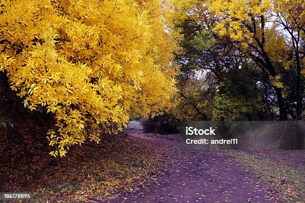 Outono - Fotografias de stock e mais imagens de Ao Ar Livre - Ao Ar Livre, Floresta, Floresta Headwaters