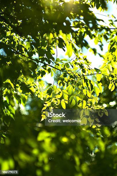 Floresta De Verão - Fotografias de stock e mais imagens de Acampar - Acampar, Animal, Flora