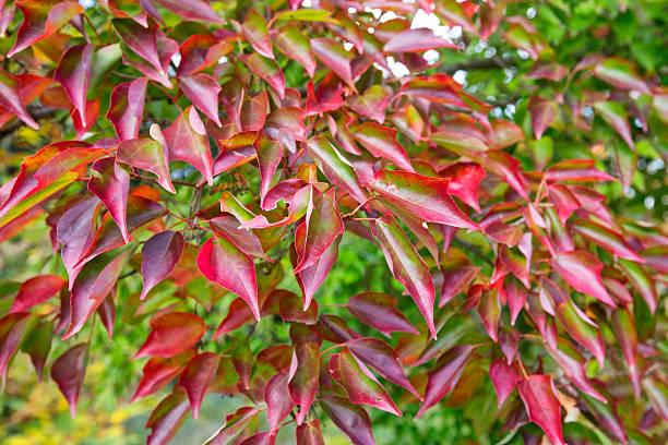 istock Ataturk Arboretum 186179811
