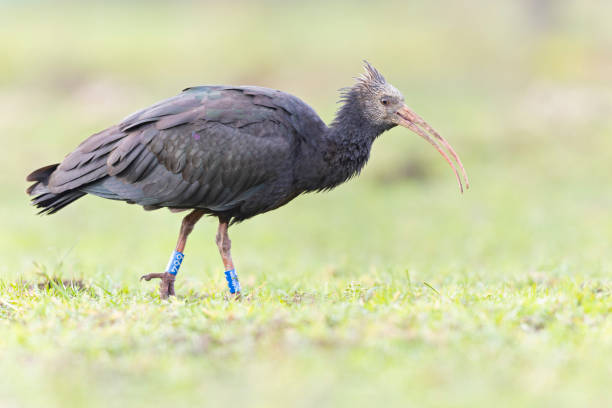 istock A wild northern bald ibis walking in a meadow. 1861798288