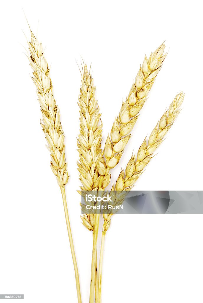 Grano maturo - Foto stock royalty-free di Agricoltura