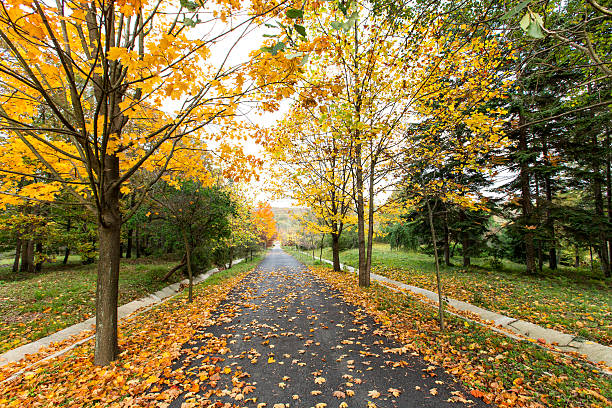 istock Ataturk Arboretum 186181029