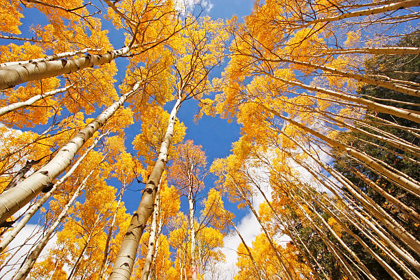 istock Aspen trees with fall color, San Juan National Forest, Colorado 186181473