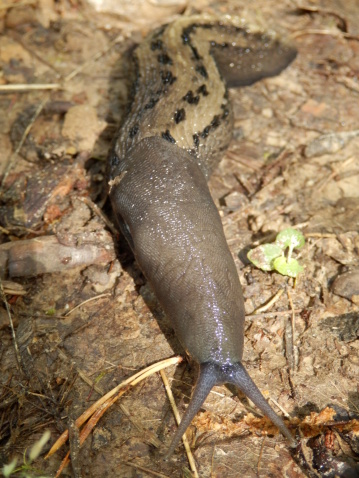 Close up of the Ashy-Grey Slug (Limax cinereoniger),
