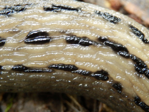 Close up of the body of the Ashy-Grey Slug (Limax cinereoniger),