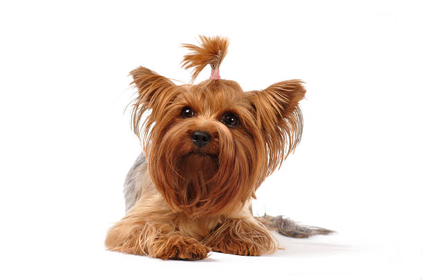 istock Lying portrait of yorkshire terrier 186181970