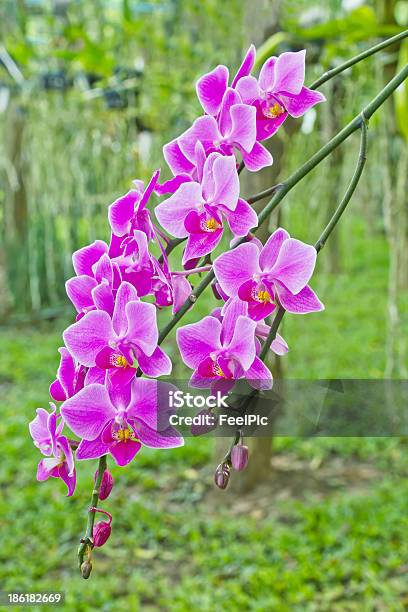 Orchideen Im Garten Stockfoto und mehr Bilder von Baumblüte - Baumblüte, Blume, Dendrobium