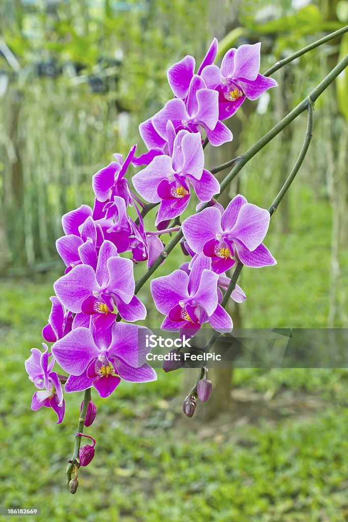 Orchidee in giardino - Foto stock royalty-free di Ambientazione esterna