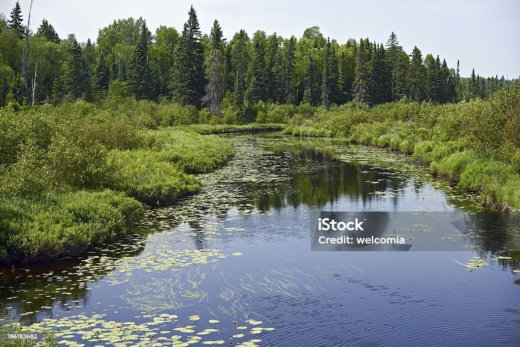 Minnesota nature sauvage - Photo de Arbre libre de droits