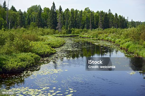 Photo libre de droit de Minnesota Nature Sauvage banque d'images et plus d'images libres de droit de Arbre - Arbre, Arranger, Fleuve et rivière