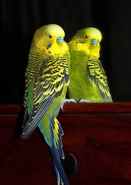 Budgie and it's reflection Who's a pretty boy then? echo parakeet stock pictures, royalty-free photos & images