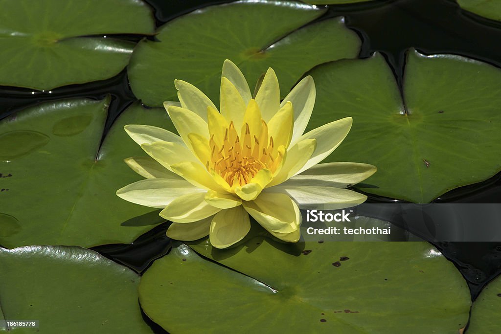 Amarillo lotus - Foto de stock de Asia libre de derechos